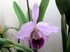 Cattleya percivaliana 'Karin'